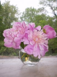 Peonies