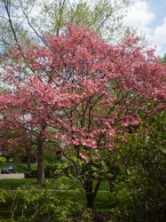 Dogwood Tree