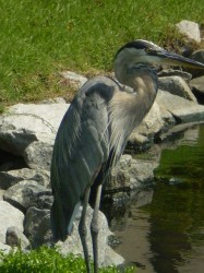 Henry the Heron