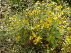 Yellow Flowers