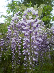 Spring Flowers